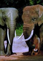 Slon africký,  Loxodonta  africana,   African elephant 
