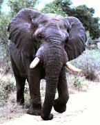 Slon africký,  Loxodonta africana,  African elephant