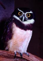 Sova brýlová, Pulsatrix perspicillata,  Spectacled Owl