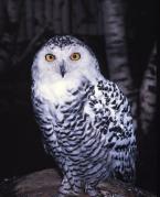 Sovice sněžní,  Nyctea scandiaca,  Snowy Owl