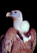 Sup bělohlavý, Gyps fulvus,  Euroasian griffon vulture