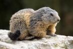 Svišť horský, Marmota marmota, Alpine marmot