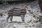 Tapír jihoamerický,Tapirus terrestris, South American tapir