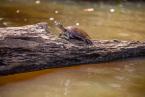 Tereka jednovousá, Podocnemis unifilis, yellow-spotted Amazon river turtle