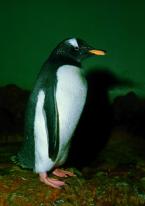 Tučňák oslí,  Pygoscelis papua,  Gentoo penguin