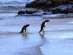 Tučňák oslí, Pygoscelis papua,  Gentoo penguin