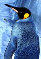 Tučňák patagonský, Aptenodytes patagonica, King penguin