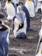 Tučňák patagonský, Aptenodytes patagonicus, King penguin