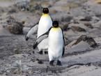 Tučňák patagonský, Aptenodytes patagonicus, King penguin