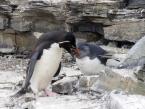 Tučňák skalní, Eudyptes chrysocome, Rockhopper Penguin  
