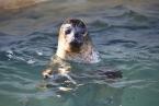Tuleň obecný,  Phoca vitulina, Common Seal