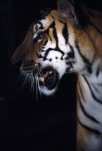 Tygr čínský, Panthera tigris amoyensis, South China tiger