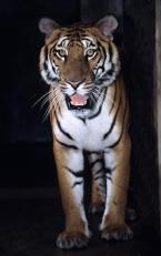 Tygr čínský, Panthera tigris amoyensis, South China tiger