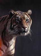 Tygr sumaterský, Panthera tigris sumatrae,  Sumatran Tiger 