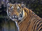 Tygr sumaterský, Panthera tigris sumatrae, Sumatran Tiger