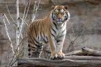 Tygr ussurijský, Panthera tigris altaica, Amur Tiger 