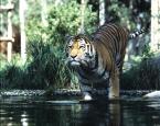 Tygr ussurijský Panthera tigris altaica Amur Tiger