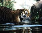 Tygr ussurijský Panthera tigris altaica Amur Tiger