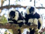 Vari černobílý, Varecia variegata, Black-and-white ruffed lemur