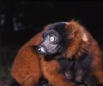 Vari červený, Varecia variegata rubra,  Red ruffed lemur 