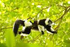 Vari páskovaný, Varecia variegata subscinta, Black-and-white ruffed lemur