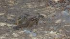 Veverka zemní, Xerus erythropus,  Striped Ground Squirrel