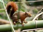 Veverka zrzavá, Sciurus granatensis, Red-tailed Squirrel