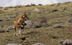 Vlček etiopský, Canis simensis,  Ethiopian wolf  