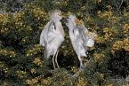 Volavka rusovlasá, Bubulcus ibis, Cattle Egret 