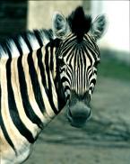 Zebra damarská,  Equus burchelli antiquorum,  Damara zebra