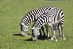 Zebra stepní, Equus quagga, Plains zebra