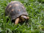 Želva paprsčitá, Astrochelys radiata, Radiated tortoise