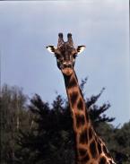 Žirafa Rothschildova, Giraffa camelopardalis Rothschildi, Baringo Giraffe