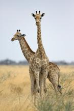 Žirafa síťovaná,  Giraffa camelopardalis reticulata, Reticulated Giraffe